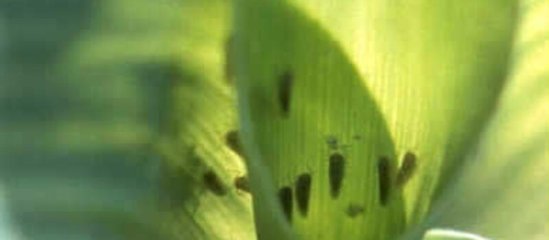 Transición en el manejo integrado de plagas de maíz