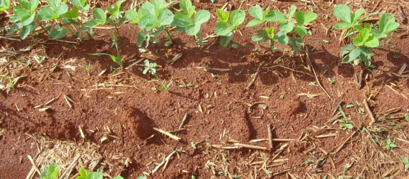 Plagas iniciales, el tratamiento de semillas, y el efecto climático en el cultivo de soja